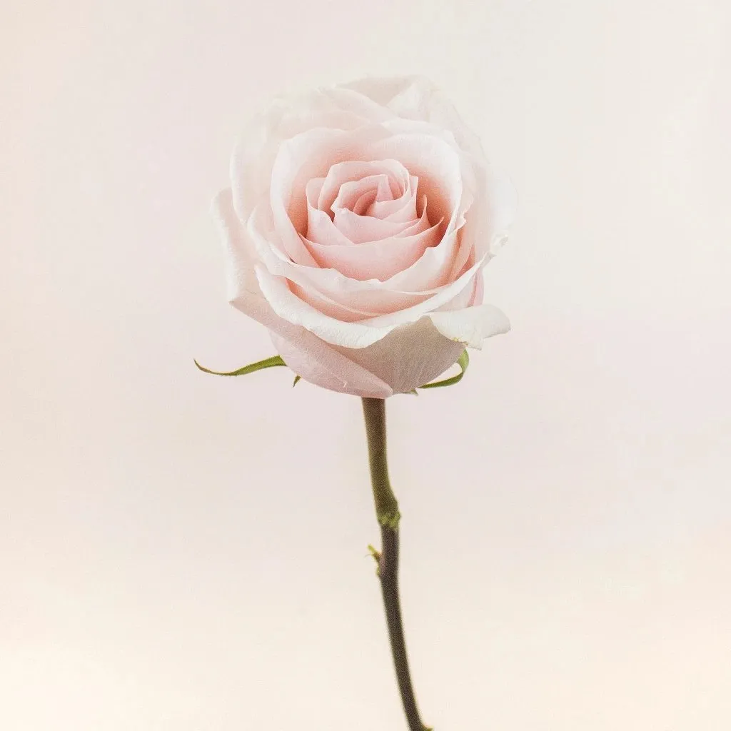 Blushing Beauty Poma Rosa Roses