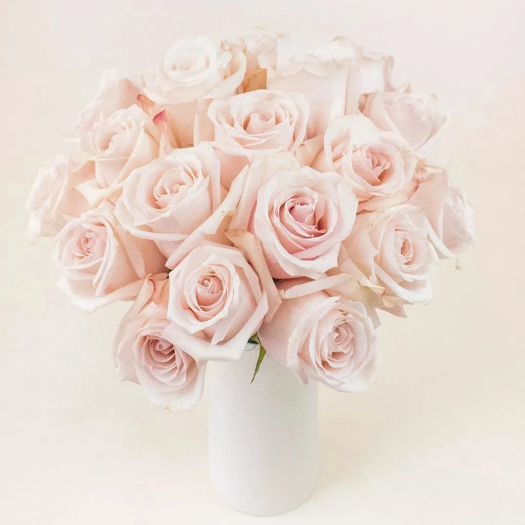 Blushing Beauty Poma Rosa Roses