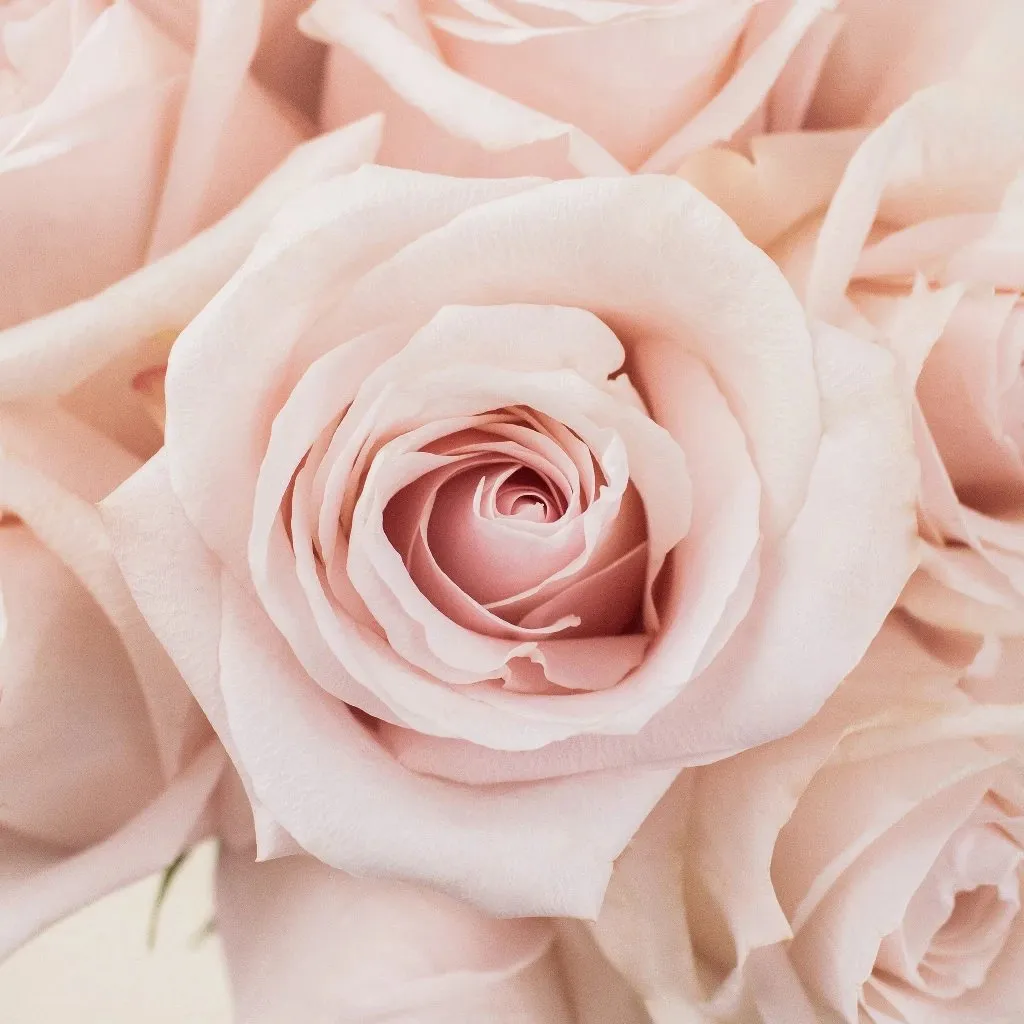 Blushing Beauty Poma Rosa Roses