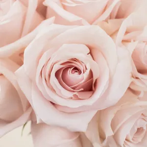 Blushing Beauty Poma Rosa Roses
