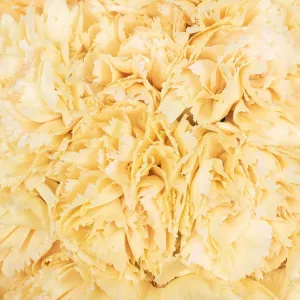 Champagne Wedding Carnation Flowers