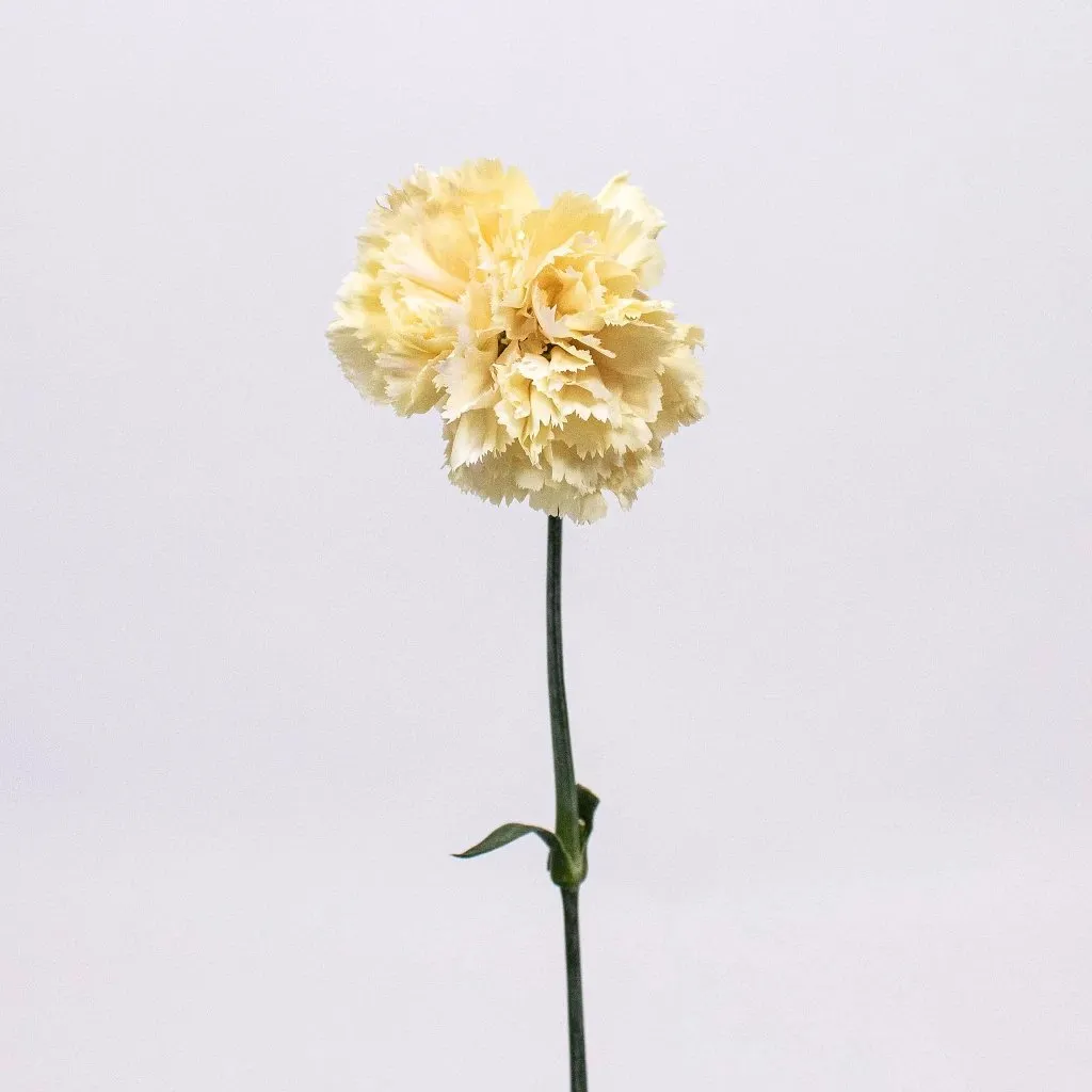Champagne Wedding Carnation Flowers
