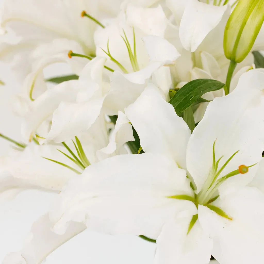 Ivory Oriental Lily