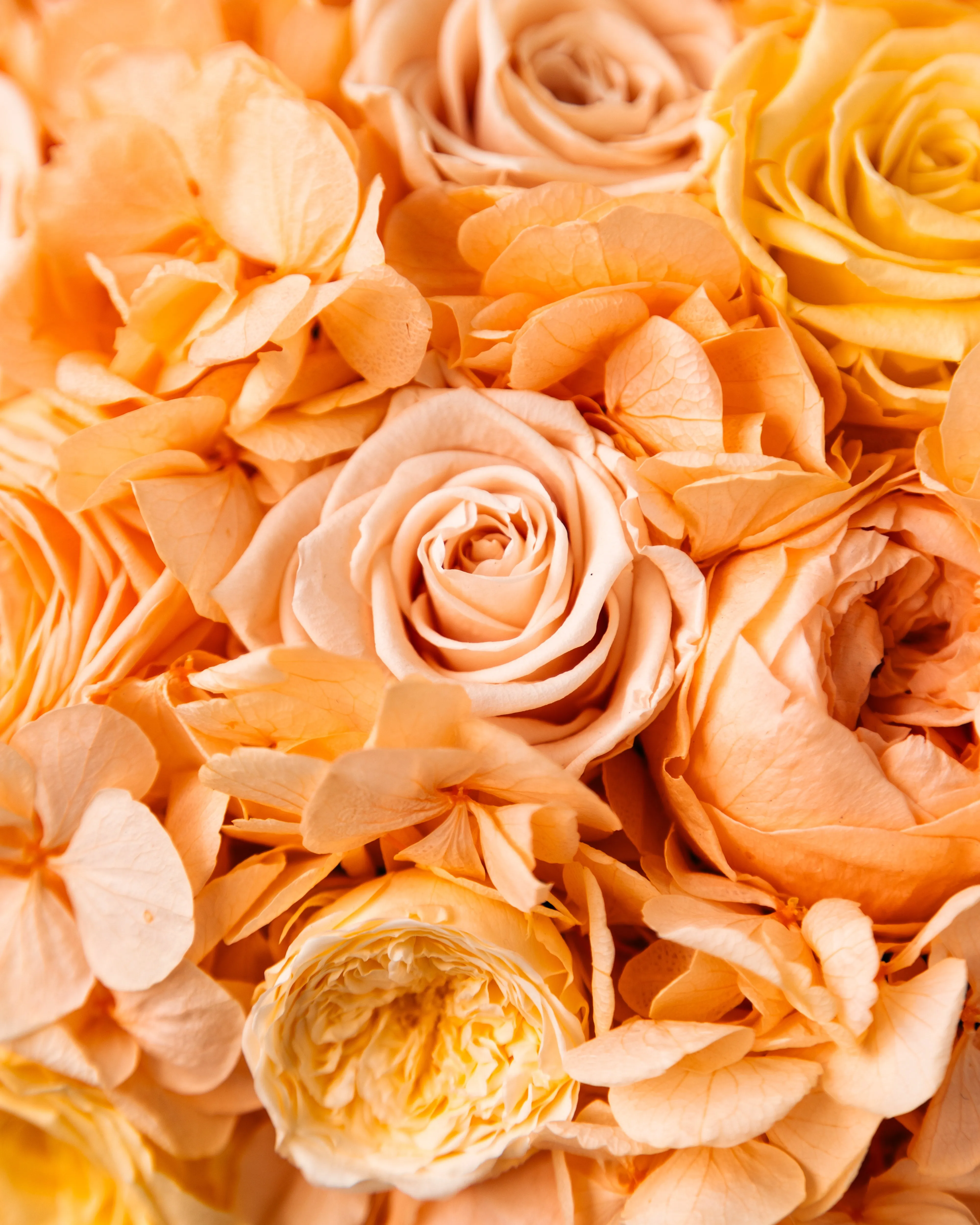 Jardin Dome - Peach