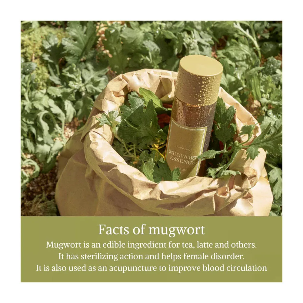 Mugwort Essence