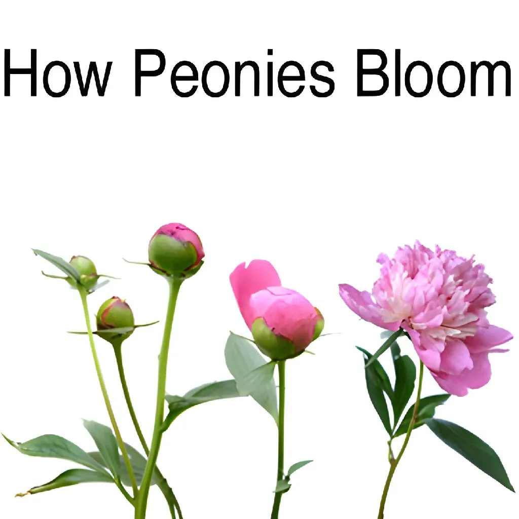 Pecher Peonies for May Delivery