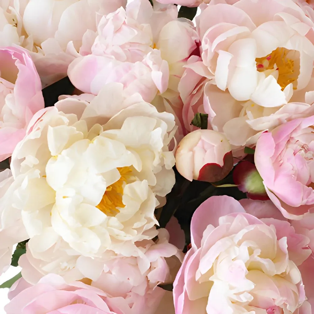 Pecher Peonies for May Delivery