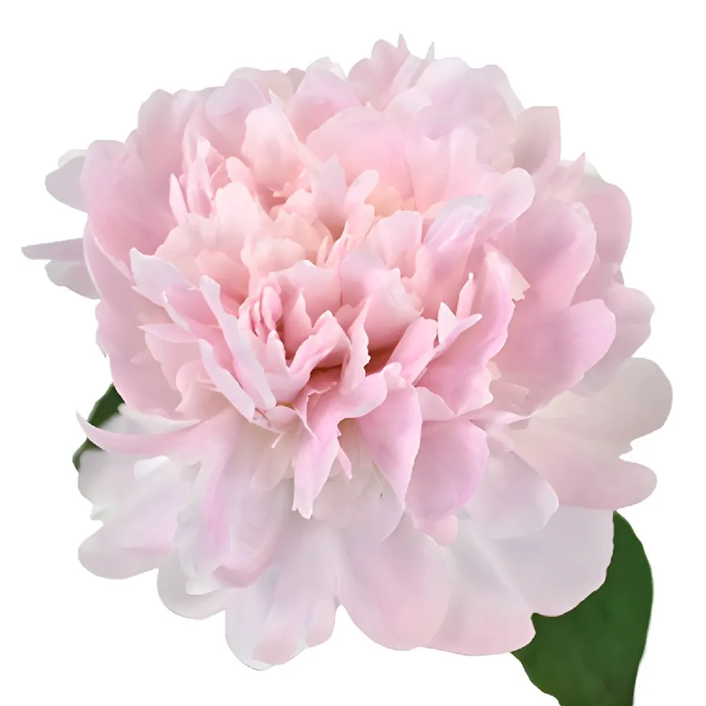 Pecher Peonies for May Delivery