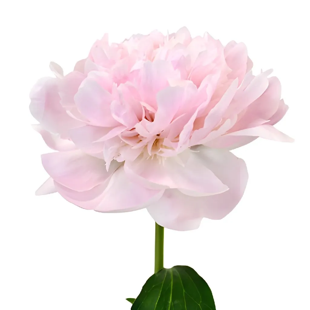 Pecher Peonies for May Delivery