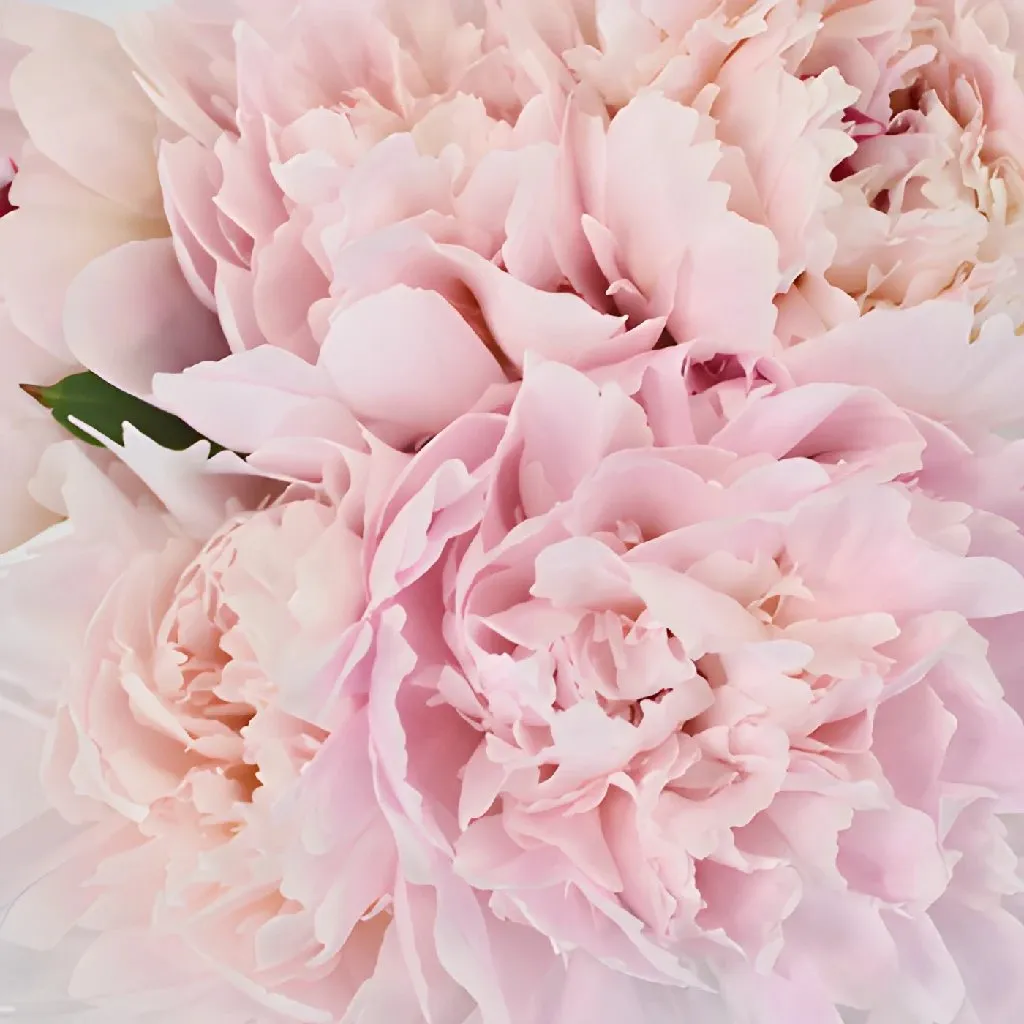 Pecher Peonies for May Delivery