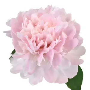 Pecher Peonies for May Delivery