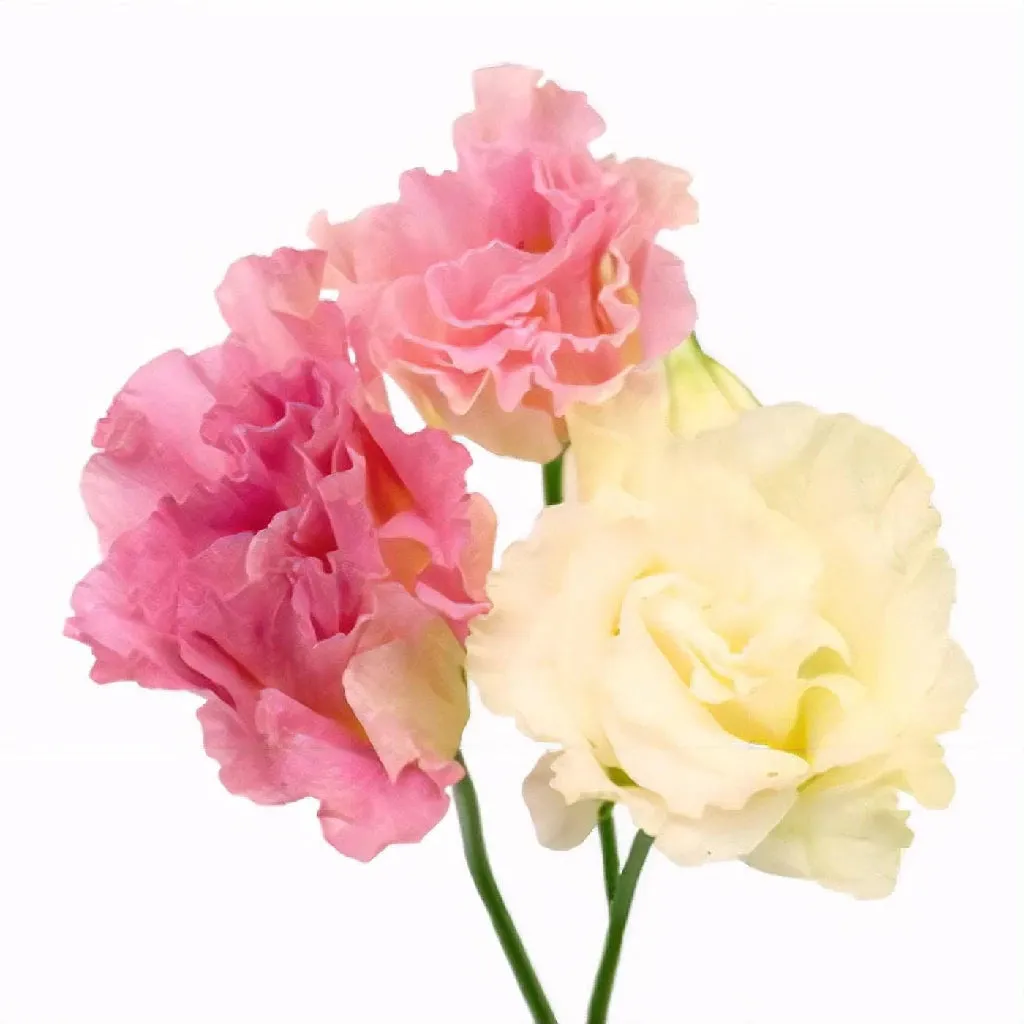 Pink Champagne Lisianthus Flower