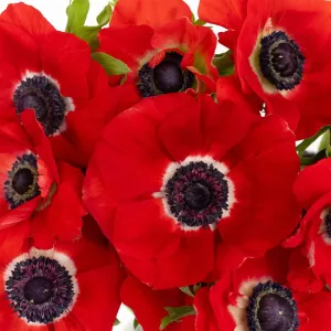 Red Fresh Cut Anemone Flower