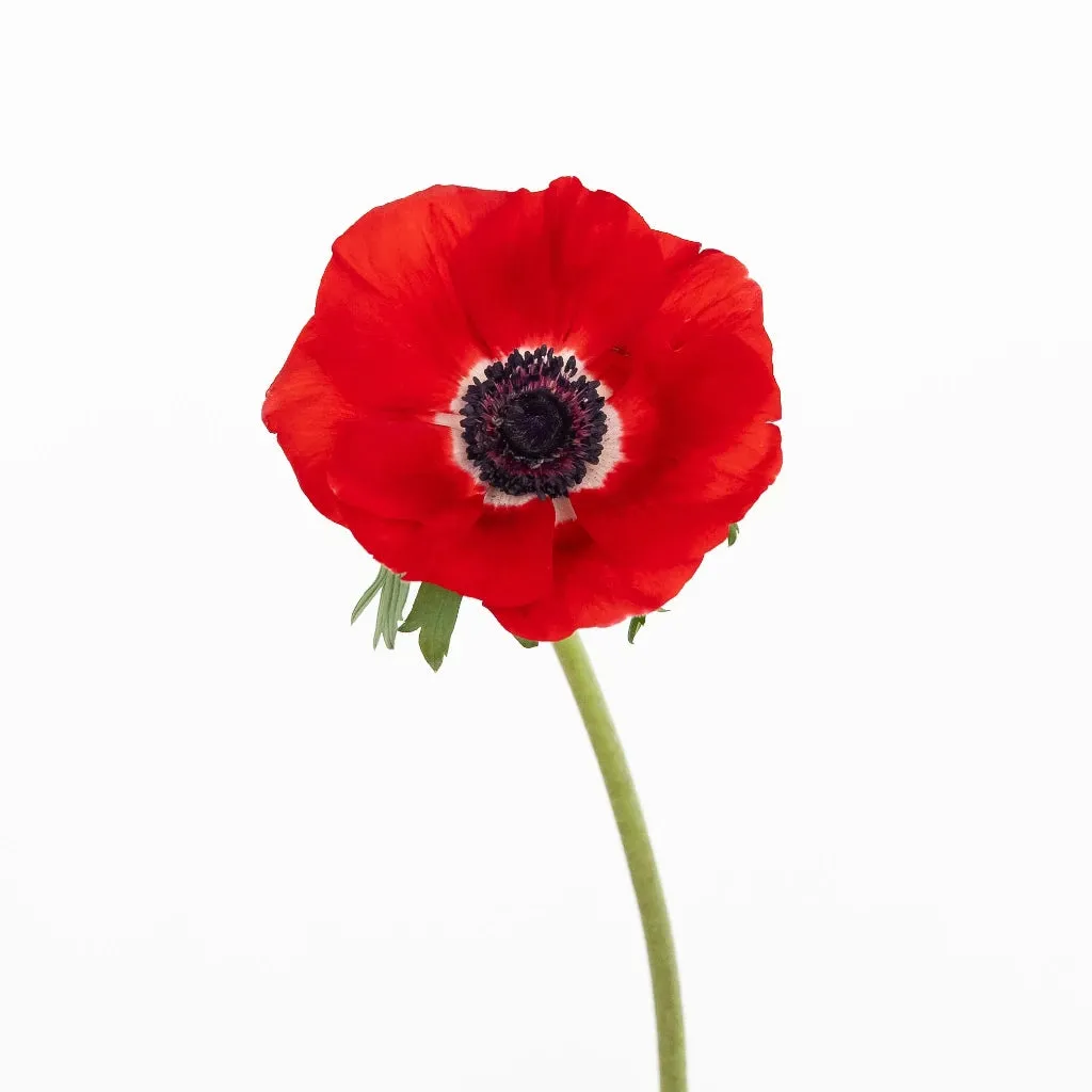 Red Fresh Cut Anemone Flower
